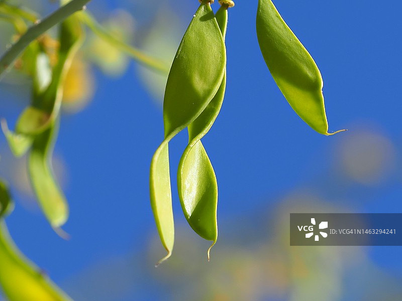 酷炫的豆子图片素材