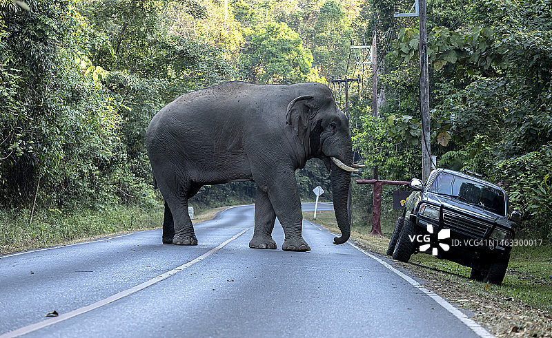 泰国考艾国家公园的大亚洲象图片素材