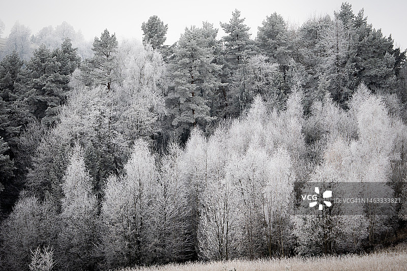 冬季雪树图片素材