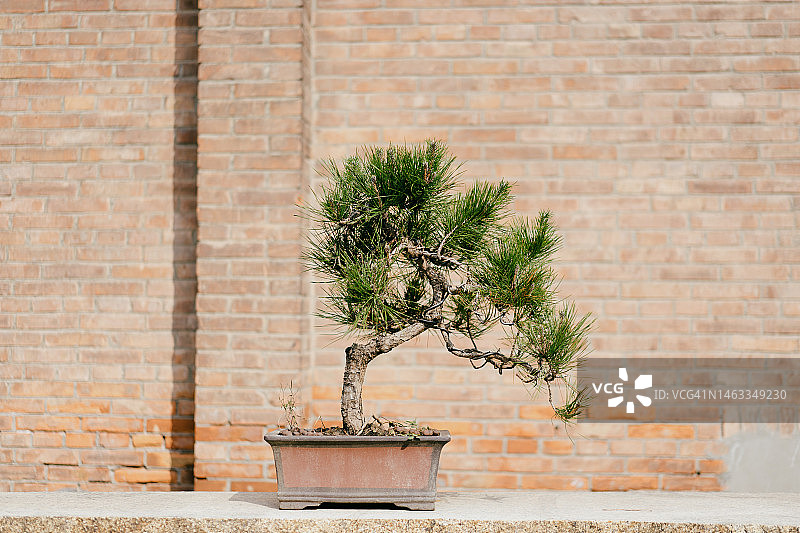 中国盆栽图片素材