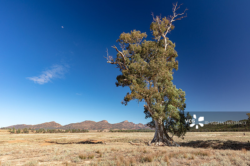 澳大利亚南澳大利亚弗林德斯山脉国家公园的Wilpena Pound, 2022年图片素材