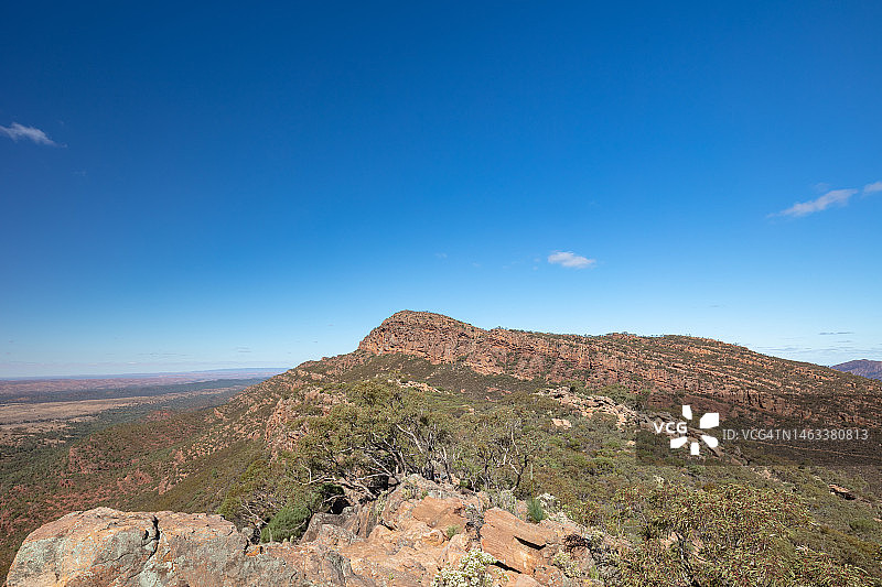 2022年澳大利亚南澳大利亚州弗林德斯山脉国家公园坦德拉鞍上的维凭拿庞图片素材