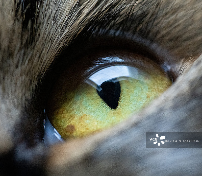 猫眼微距图片素材