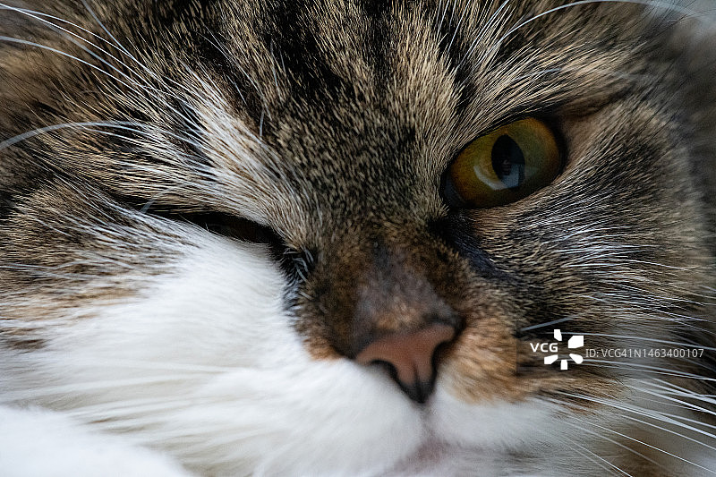 猫咪眨眼瞬间图片素材