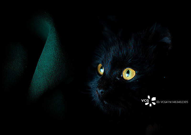 黑猫深色画像图片素材