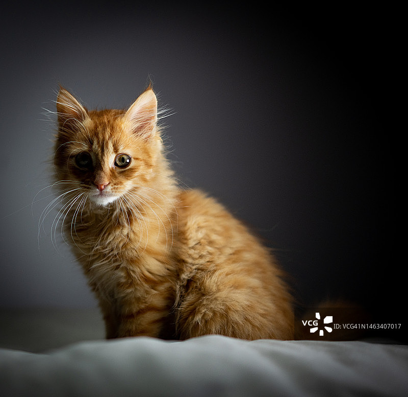 家里的黄色挪威小猫图片素材