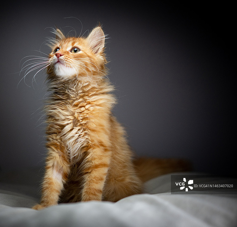 家里的黄色挪威小猫图片素材