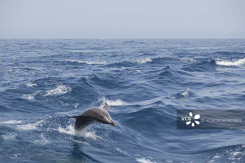 在特内里费岛观看海豚图片素材