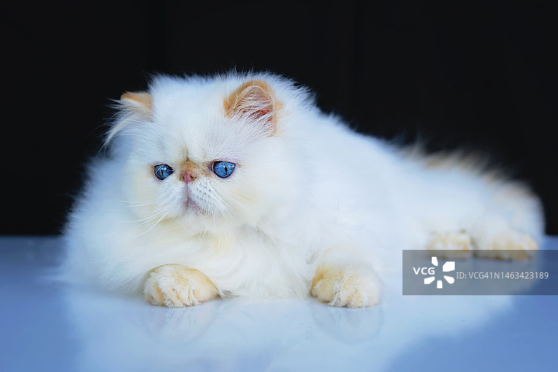 蓝色眼睛喜马拉雅猫（红色山猫重点色）特写图片素材