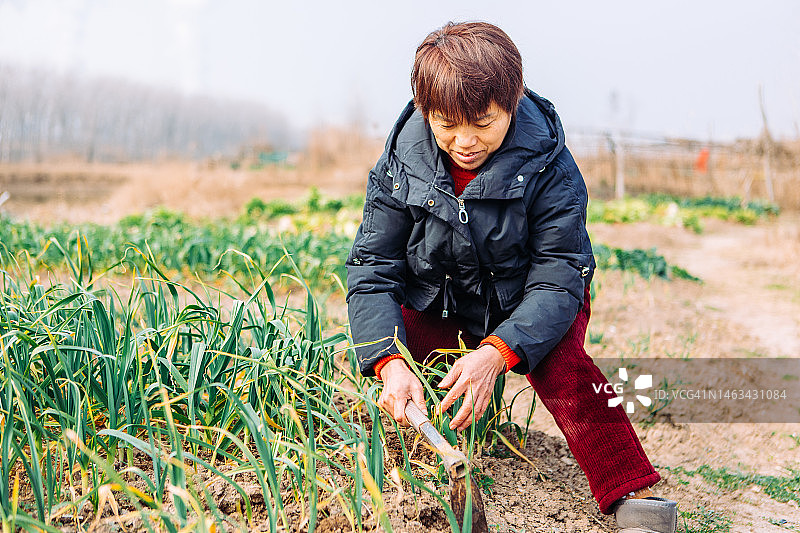 一位亚洲农民在他的花园里种植大蒜——健康的生活方式图片素材