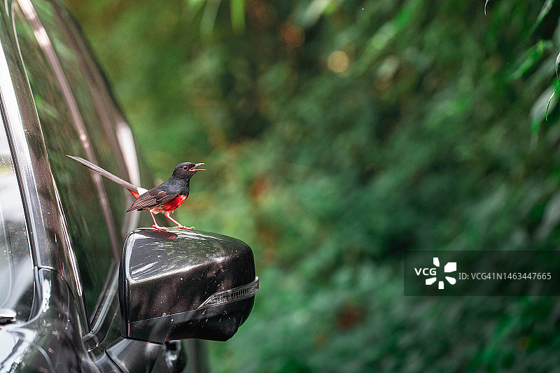 鸟类栖息在汽车侧视镜上的特写图片素材