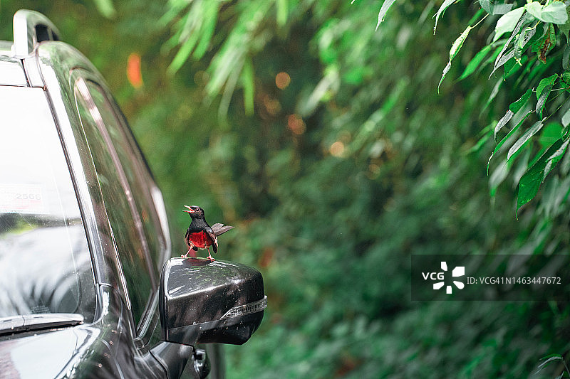 鸟类栖息在汽车侧视镜上的特写图片素材