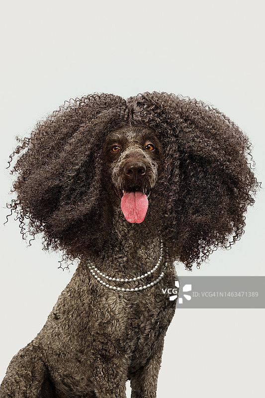 克莱夫图片素材