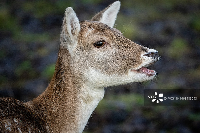 欧洲马鹿的叫声图片素材