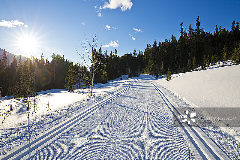 加拿大艾伯塔省坎莫尔北欧中心省立公园的越野滑雪道图片素材
