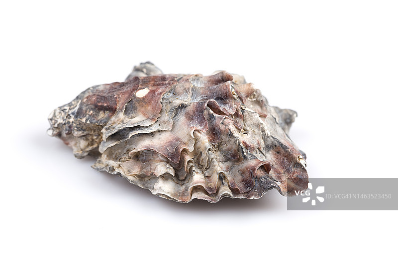 白色背景下的独立贝壳图片素材