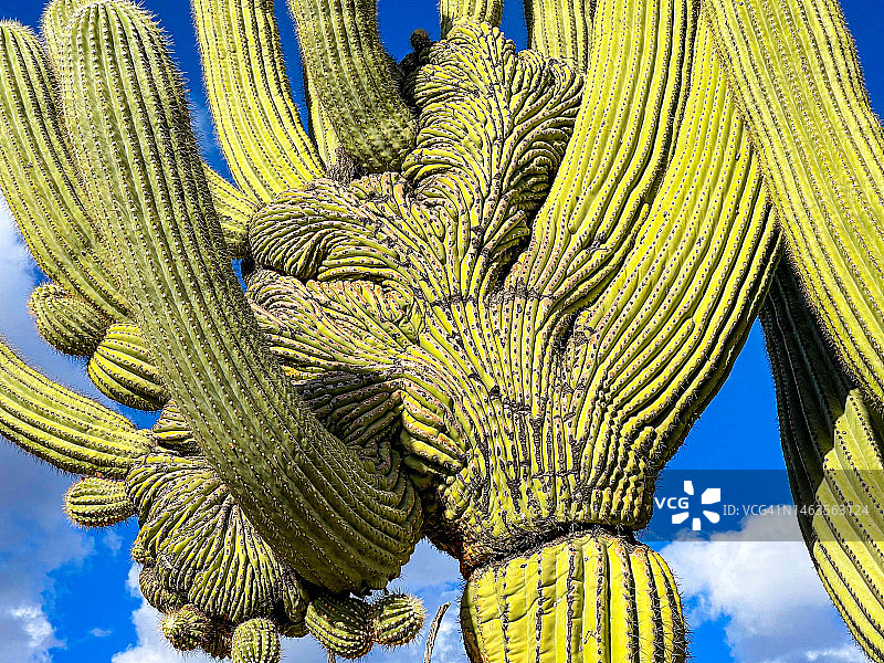 有冠柱仙人掌特写，图森图片素材