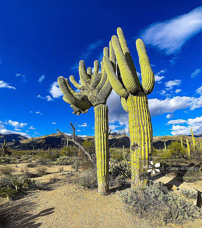 仰望图森的巨柱仙人掌和鸡冠仙人掌图片素材