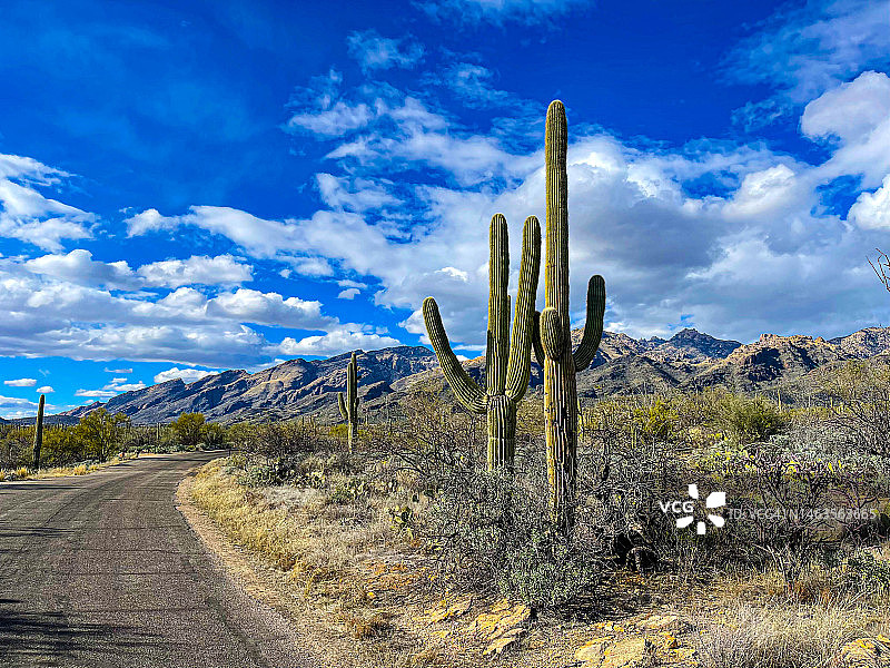 图森路边的高大巨人柱仙人掌图片素材