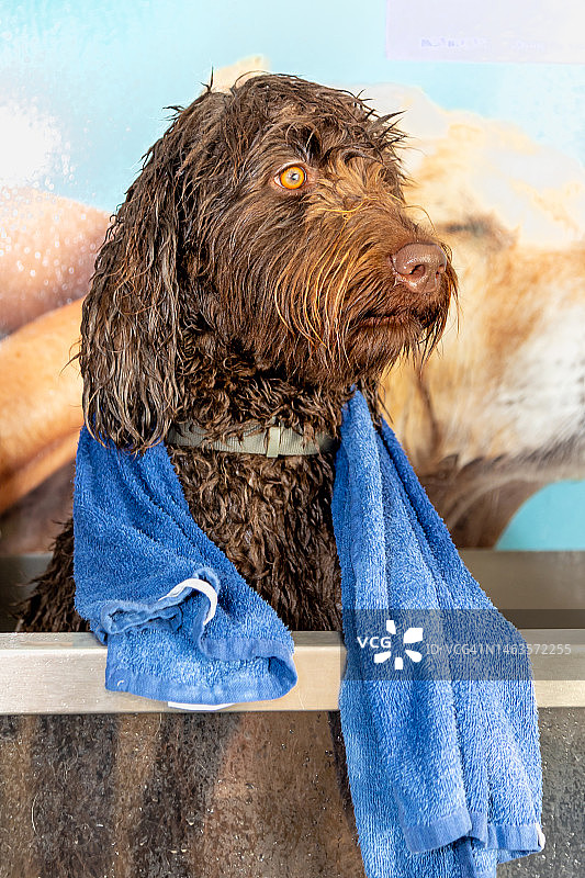 棕色拉布拉多犬正在被清洗和梳理，配有蓝色毛巾图片素材