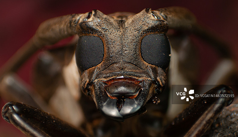 菲律宾昆虫的特写图片素材