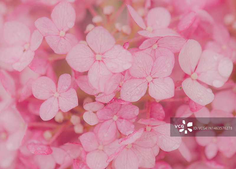 小朵粉色绣球花图片素材