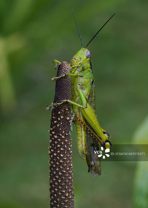 昆虫在植物上的特写图片素材