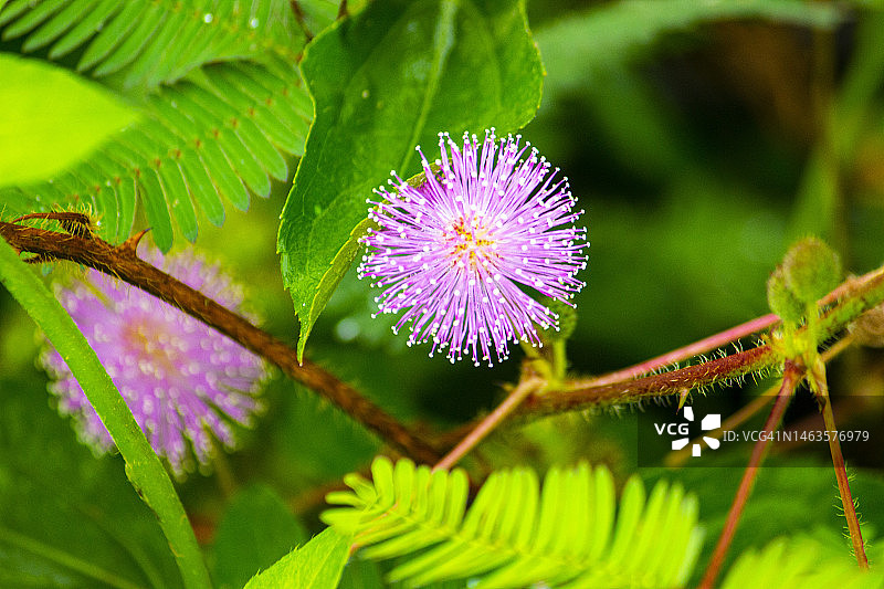 公园里的含羞草图片素材