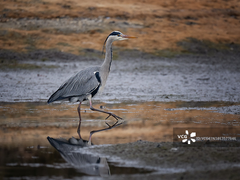 苍鹭栖息在湖中的侧视图，英国图片素材
