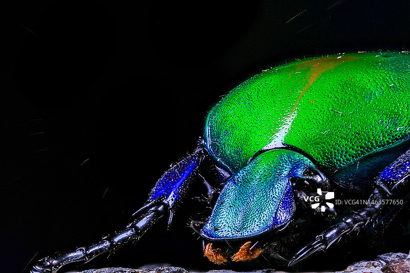 印度中央邦皮塔哈拉黑色背景上的昆虫特写图片素材