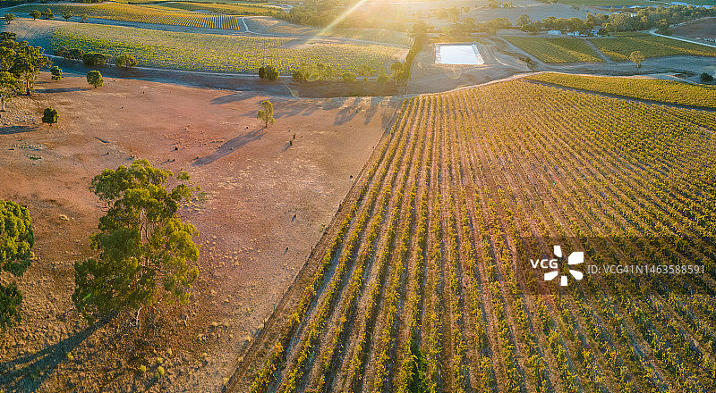 澳大利亚南巴罗莎谷秋日葡萄园风光，2022年图片素材