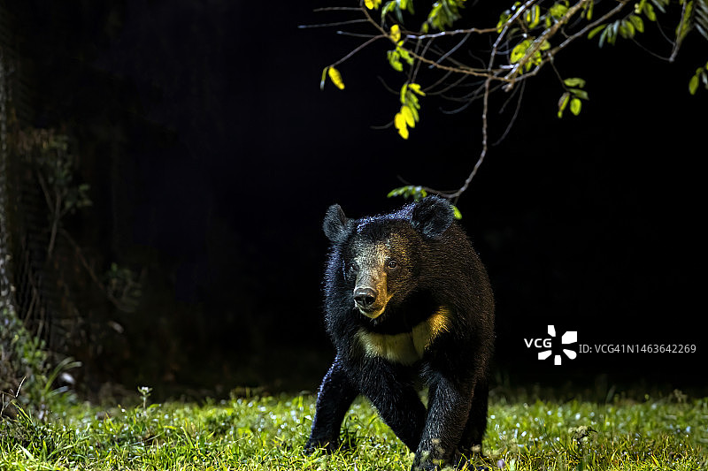 夜晚自然环境中的亚洲黑熊图片素材
