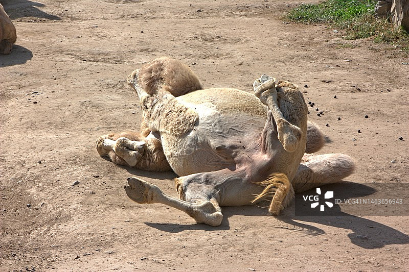 北京动物园里晒太阳的骆驼图片素材