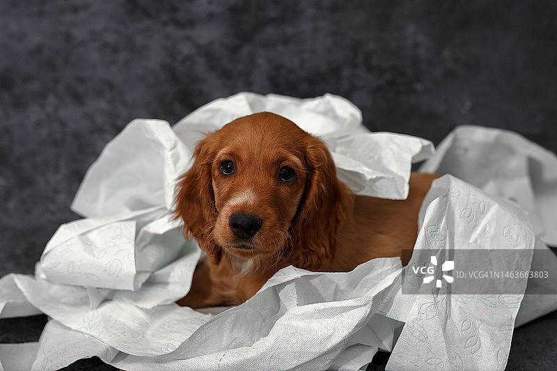 一只拿着一卷白色卫生纸的英国可卡犬的有趣小狗图片素材