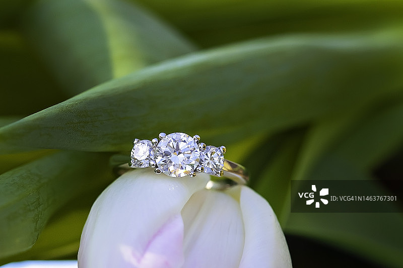 郁金香花上的三枚钻戒图片素材