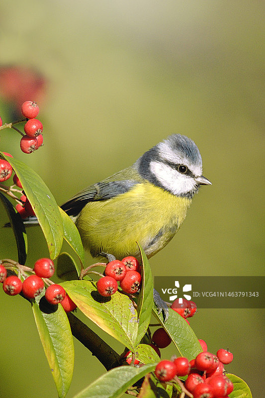 欧亚蓝山雀栖息在红色浆果树枝上的特写图片素材