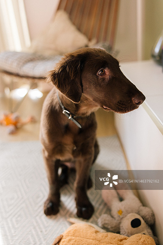 客厅里的小狗肖像图片素材