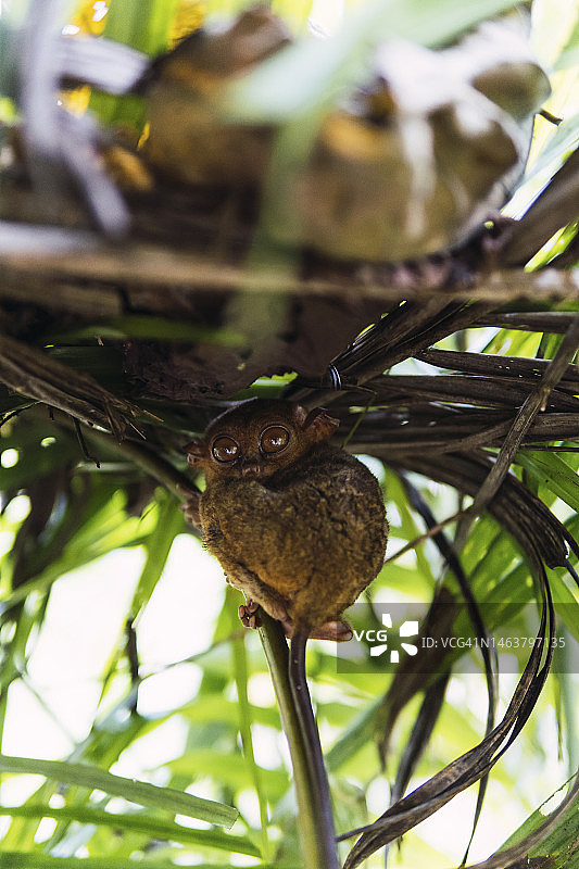 栖息于树叶下的菲律宾眼镜猴图片素材