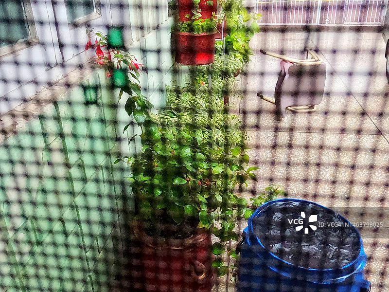 透过金属网看到的盆栽植物图片素材