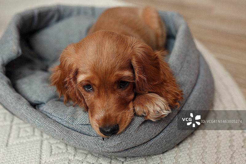 可爱金色可卡犬躺在狗窝里，浅色背景，宠物狗躺在宠物窝里图片素材