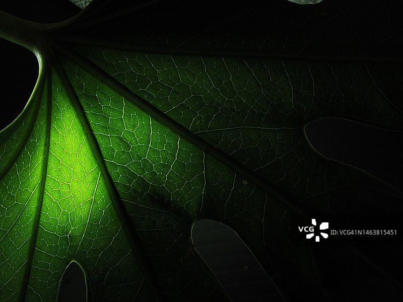 微距下的自然纹理图片素材