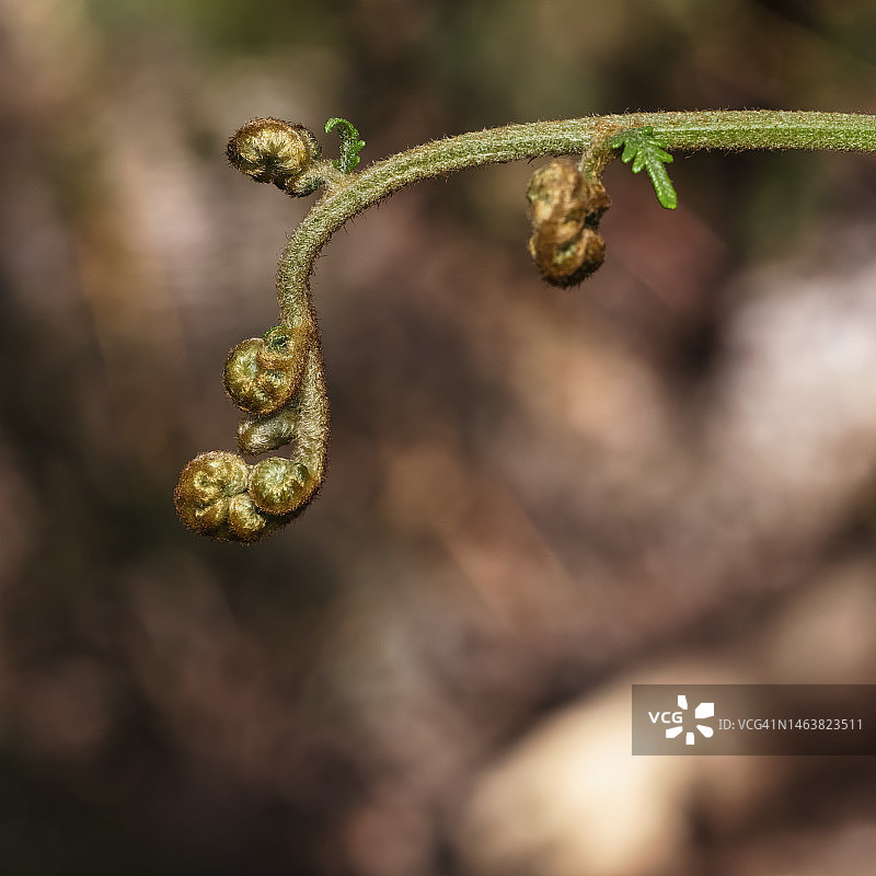 新蕨类叶图片素材