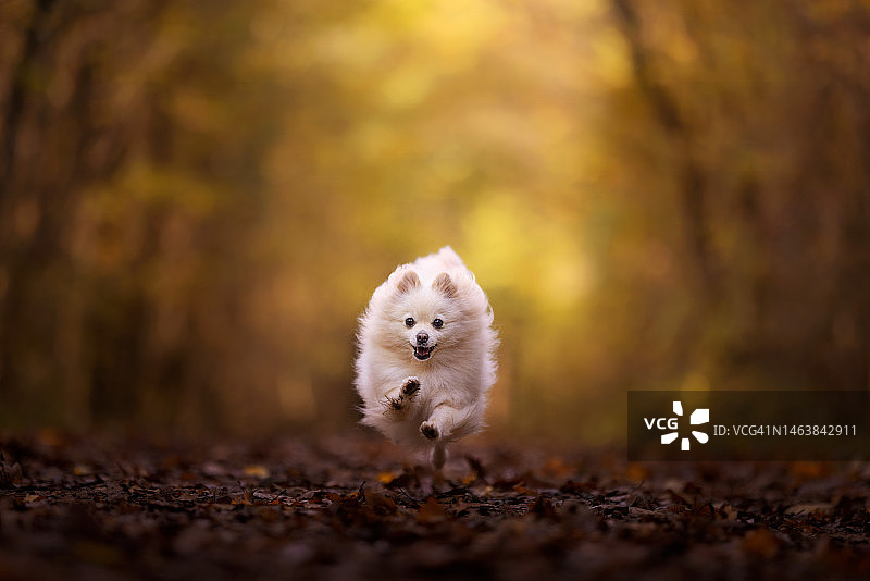 在荷兰田野上奔跑的博美犬肖像图片素材