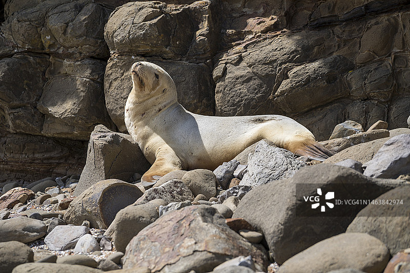 新西兰南岛凯里奥湾的海狮图片素材