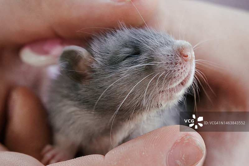 澳大利亚昆士兰州玛丽borough手持老鼠的特写图片素材