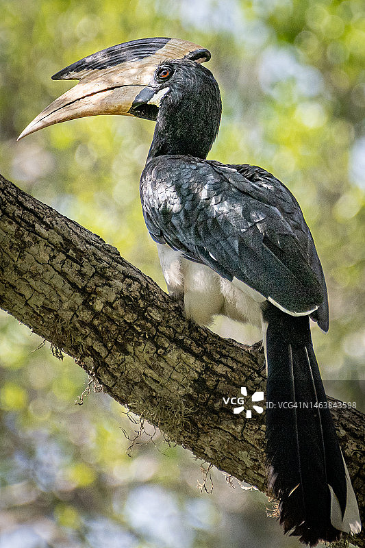 斯里兰卡犀鸟栖息在树枝上的特写图片素材