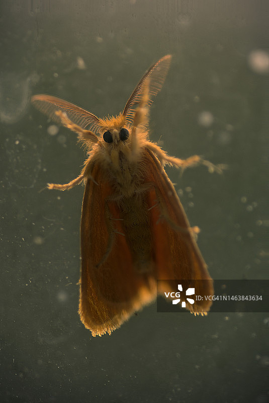 在澳大利亚昆士兰州布里斯班一块脏玻璃上的飞蛾图片素材
