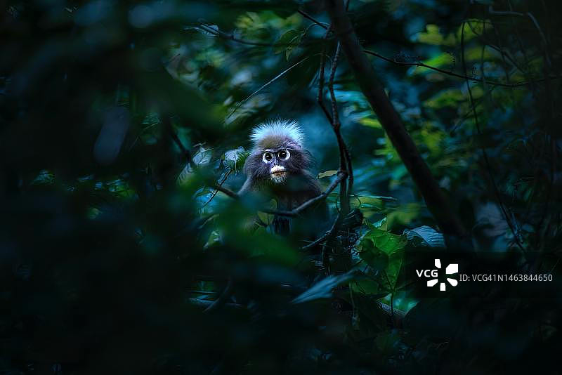 从下往上看：长尾叶猴坐在树上图片素材