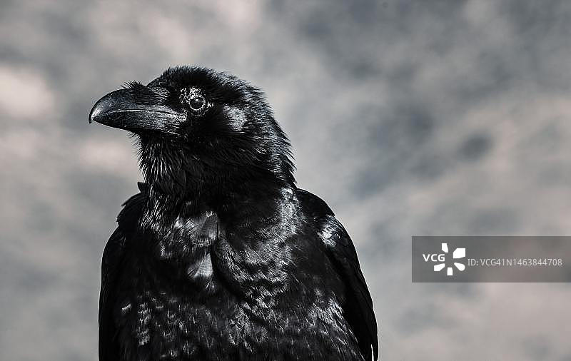 印尼黑乌鸦特写图片素材