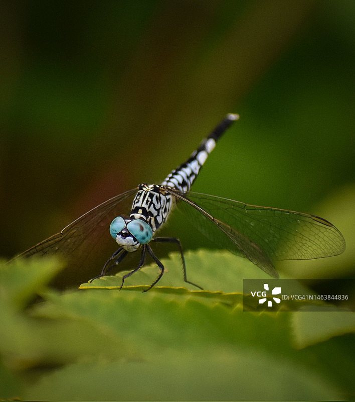 叶子上昆虫的特写图片素材